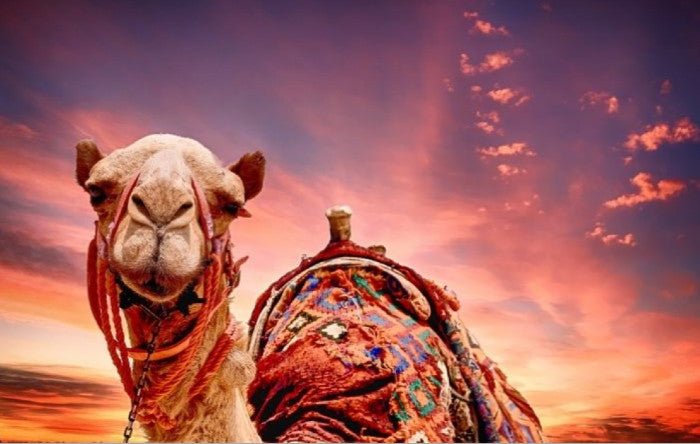Saudi Arabia Unveils World's First Five-Star "Full-Service Camel Hotel" - DSF Antique Jewelry