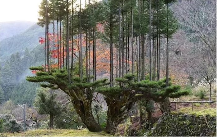 The Ancient Japanese Technique That Produces Lumber Without Cutting Trees - DSF Antique Jewelry