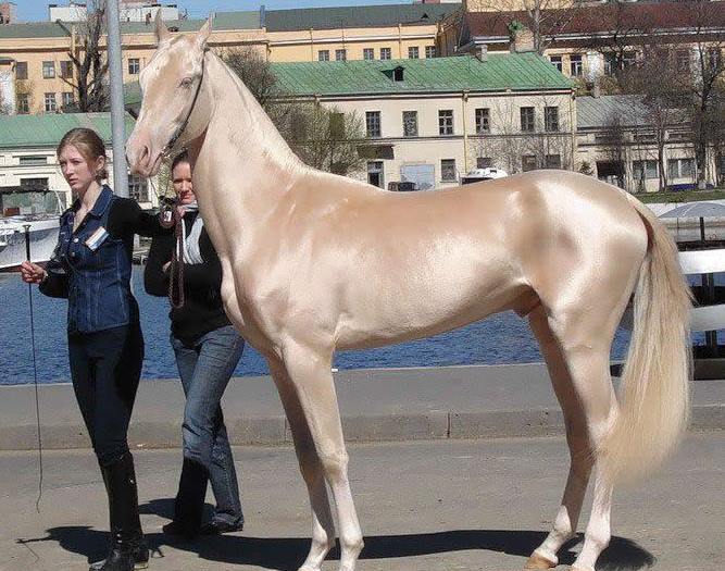 The Most Beautiful Horse In The World - A Living Golden Statue - DSF Antique Jewelry